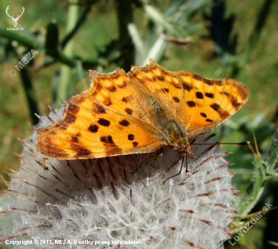 babôčka zubatokrídla /Polygonia c-album