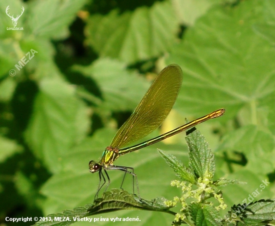 hadovka lesklá /Calopteryx splendens