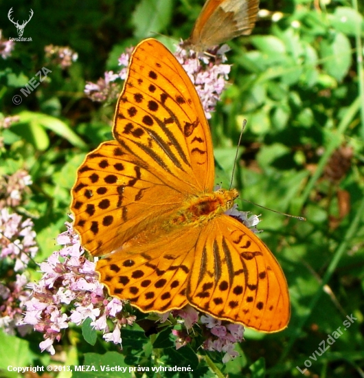 perlovec striebristopásavý /Argynnis paphia