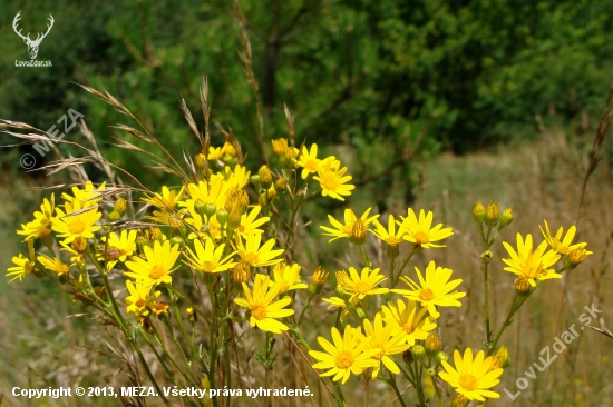 Starček Jakubov /Senecio jacobaea