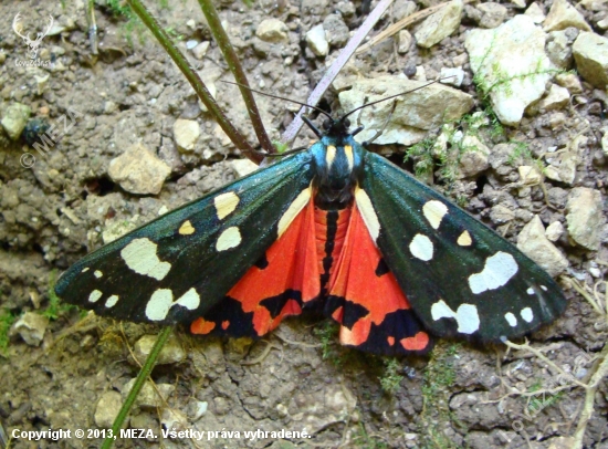 spriadač hluchavkový /Callimorpha dominula