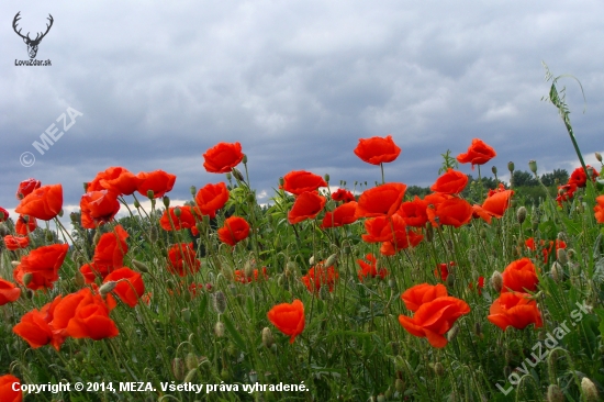 vlčie maky