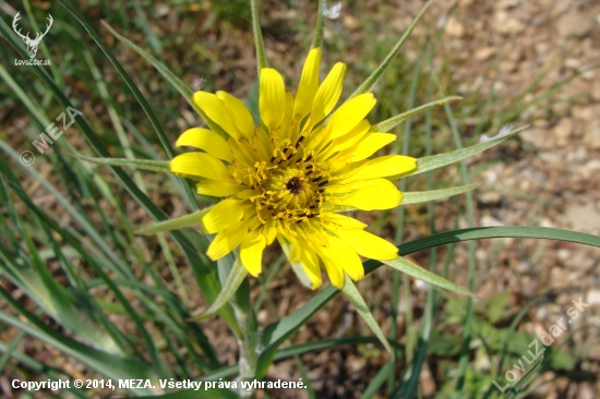 kozobrada východná /Tragopogon orientalis L.