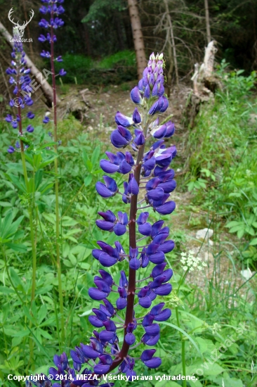 Lupina mnoholistá/Lupinus polyphyllus Lindl.