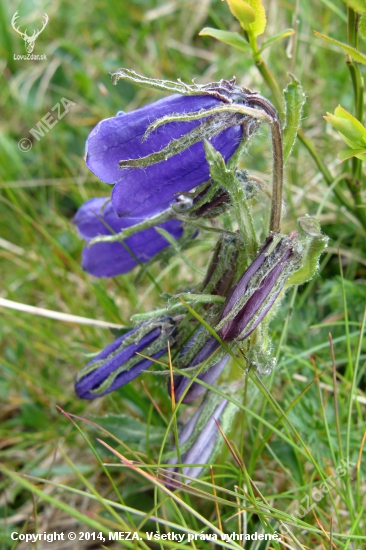 zvonček alpínsky