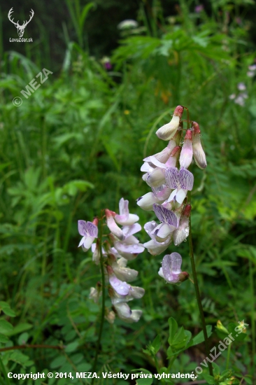 vika lesná /Vicia sylvatica