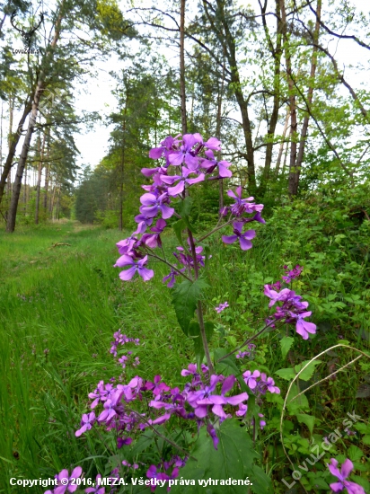 mesačnica trváca