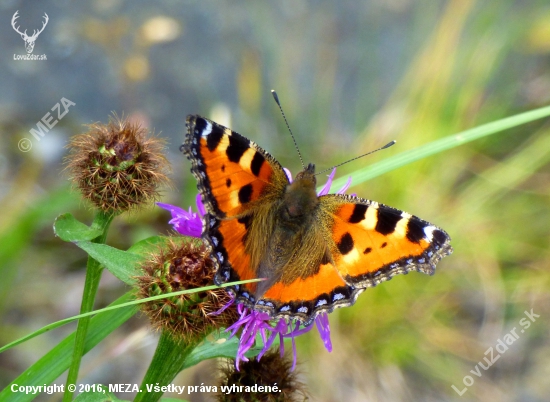 babôčka pŕhľavová /Aglais urticae