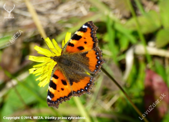 babôčka pŕhľavová /Aglais urticae