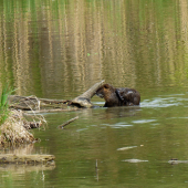 nutria