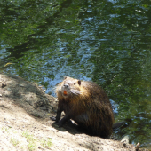 nutria