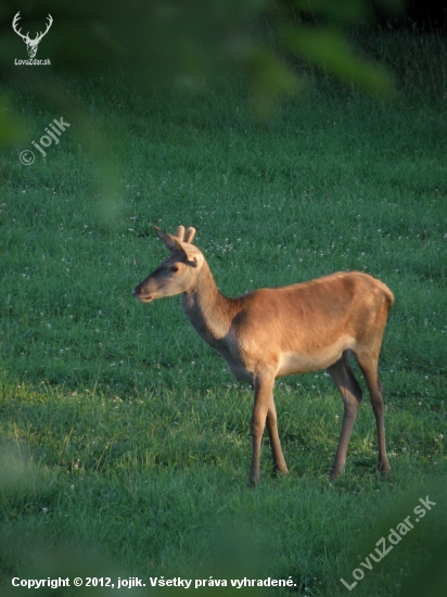 už mu rastu ...