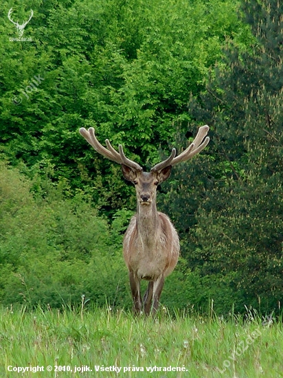 jeleň