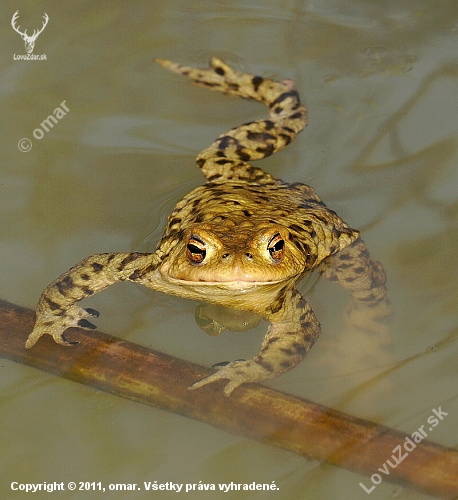 žaba