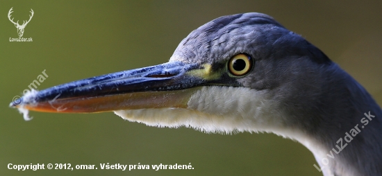 skúmavý pohľad volavky