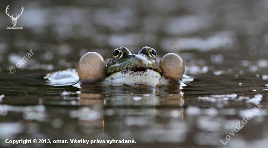 keď žaba krka