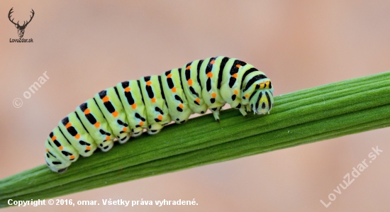 húsenica vidlochvosta feniklového