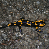 Salamandra