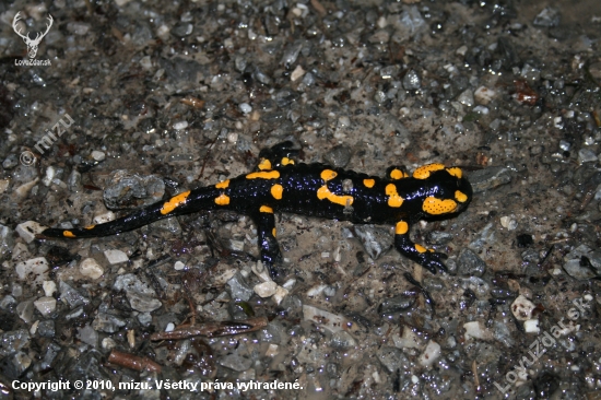 Salamandra