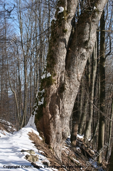 Živý pamätník