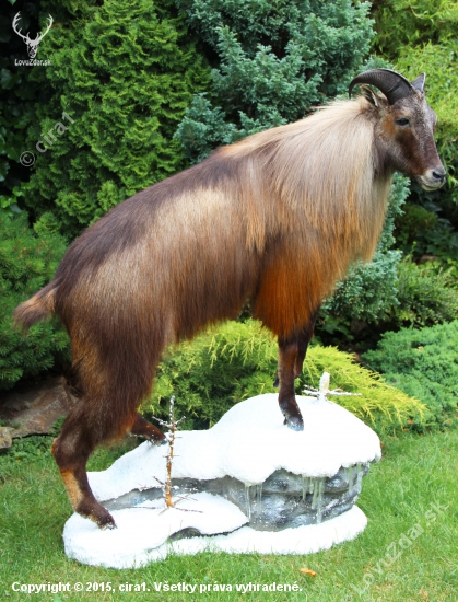 himalajsky tahr