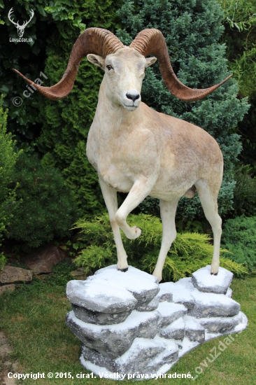 Argali (marco polo)