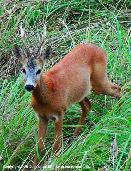 Říje 2013