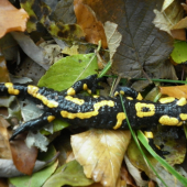 Salamandra