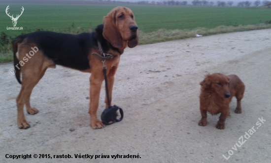 Ranná vychádzka v poliach