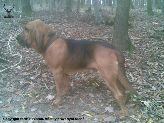 bloodhound