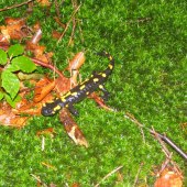 salamandra škvrnita