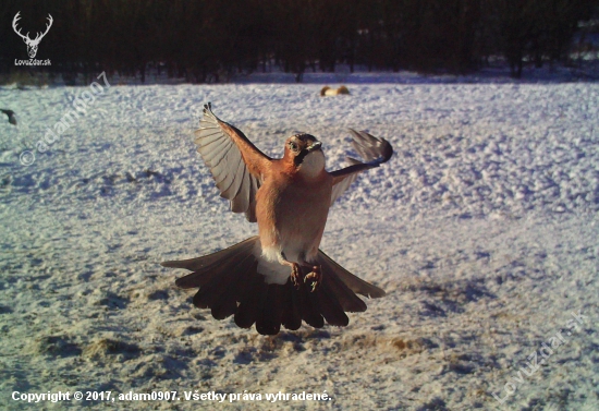 Sojka škriekavá (Garrulus glandarius)