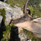 Kamzík z Böcksteinu