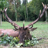 Ruja v Maďarsku