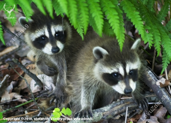 Racoon-(Medvedik Cistotny ?)