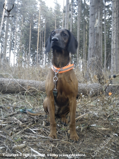 Frida zlata Baňa, 7 mesiacov