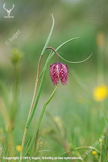 Korunkovka strakatá (Fritillaria meleagris L.)