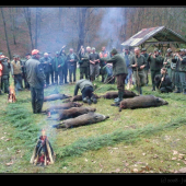 pasovanie za lovca diviakov