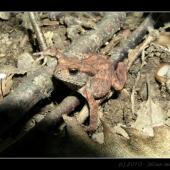 Ropucha bradavičnatá - Bufo bufo