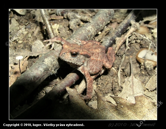 Ropucha bradavičnatá - Bufo bufo