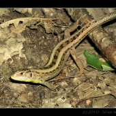 Jašterica zelená – Lacerta viridis