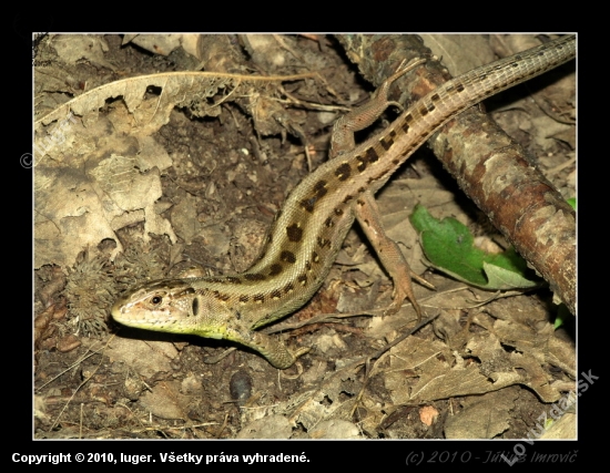 Jašterica zelená – Lacerta viridis