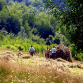 Brigada - ukladanie sena do kop.