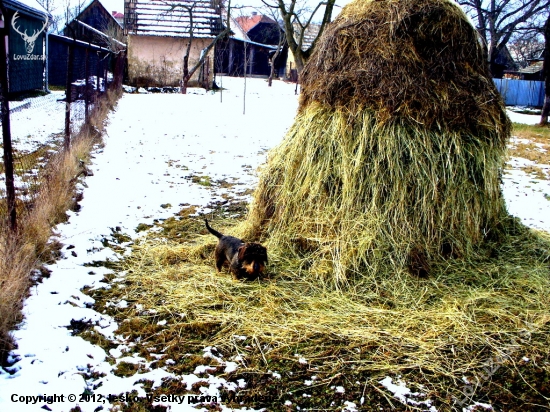 Ranna obchadzka.