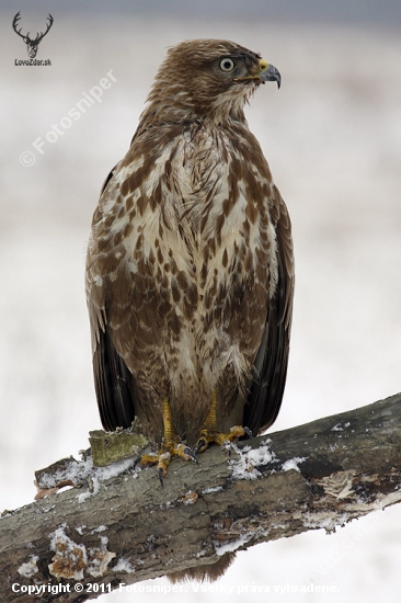 Buteo buteo