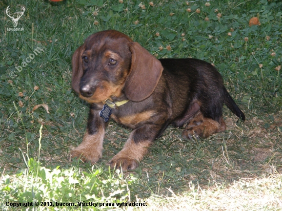 Dragan de Zolio ... náš Dagino