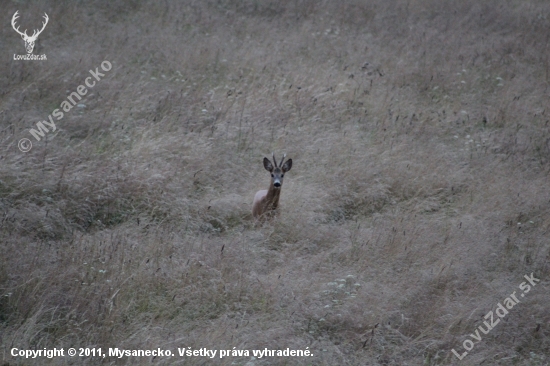 Capreolus capreolus