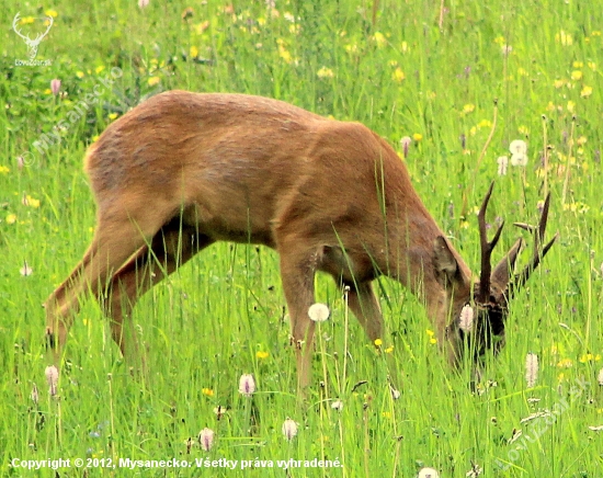 Capreolus capreolus