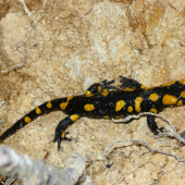 Salamandra škvrnitá.