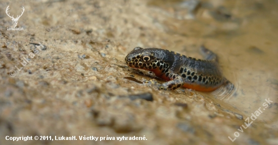 Mlok horský-samec